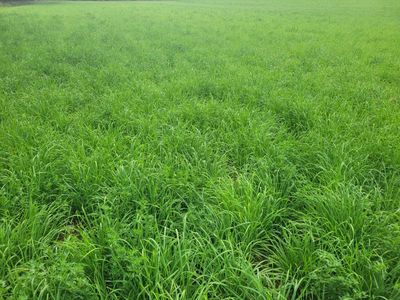 Grass Alfalfa mix