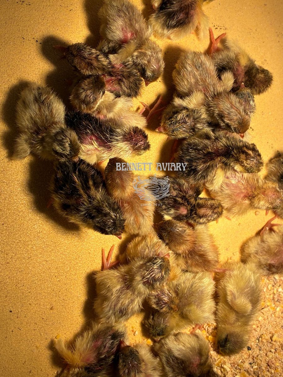 *SALE* Day Old Button Quail Chicks