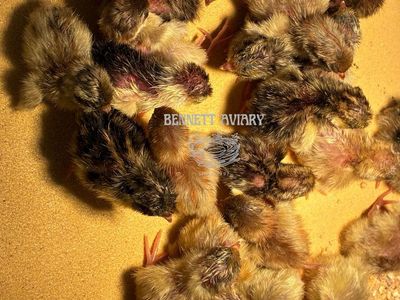 *SALE* Day Old Button Quail Chicks