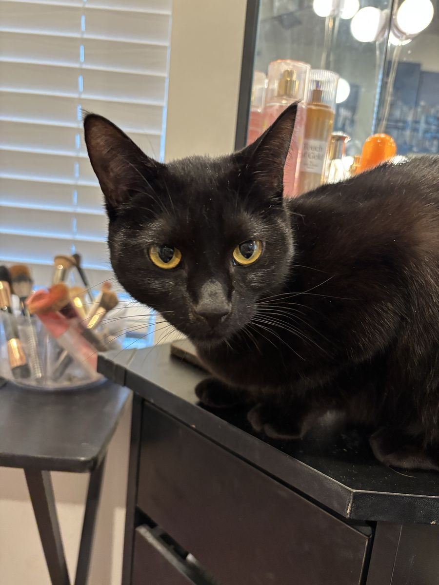 Cat Needs loving Home