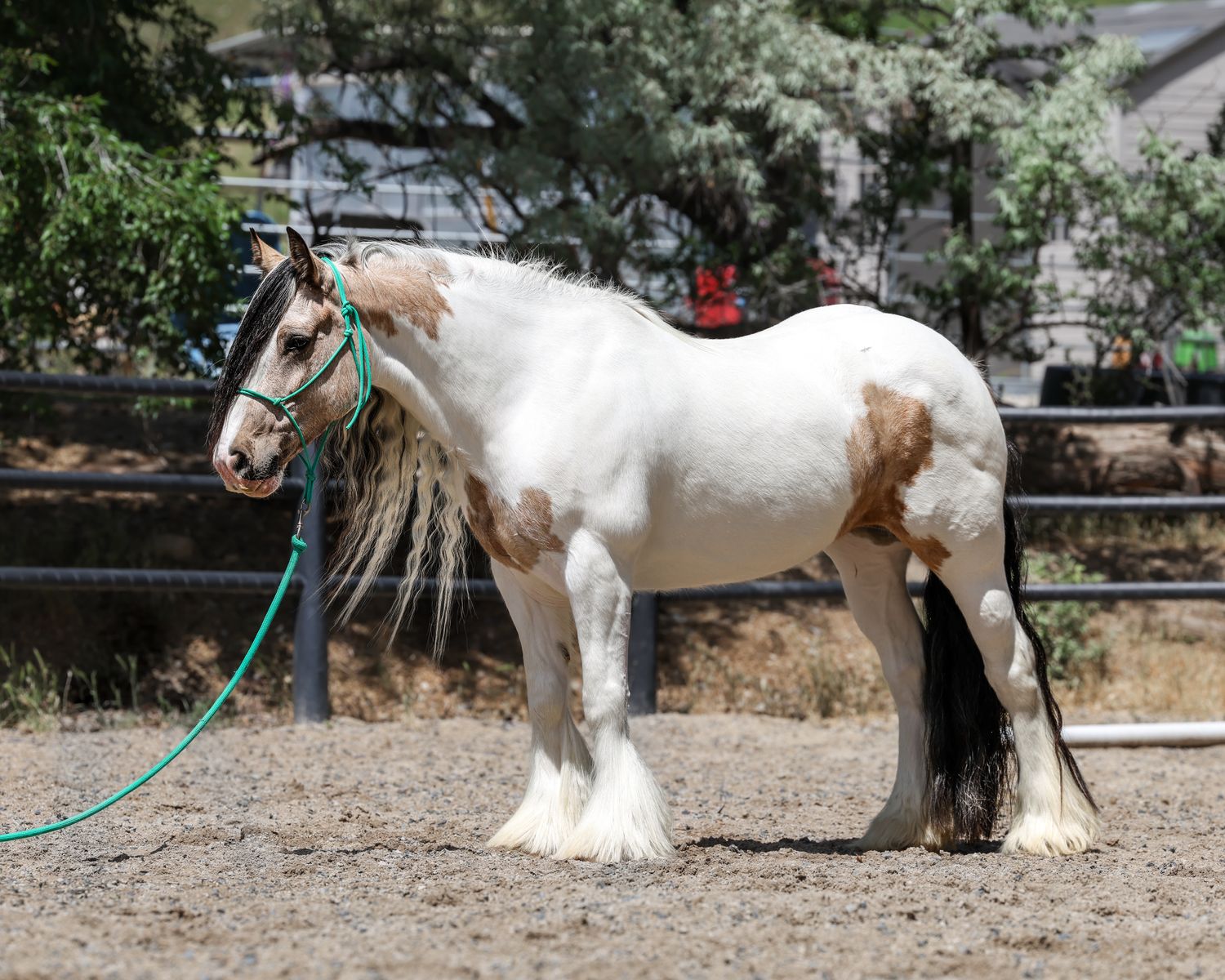 7 year old Gypsy Vanner mare