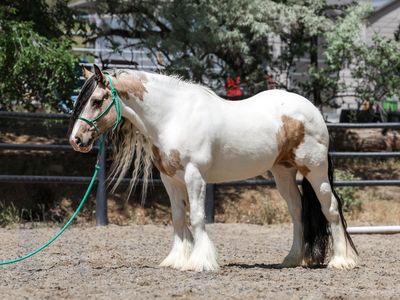 7 year old Gypsy Vanner mare