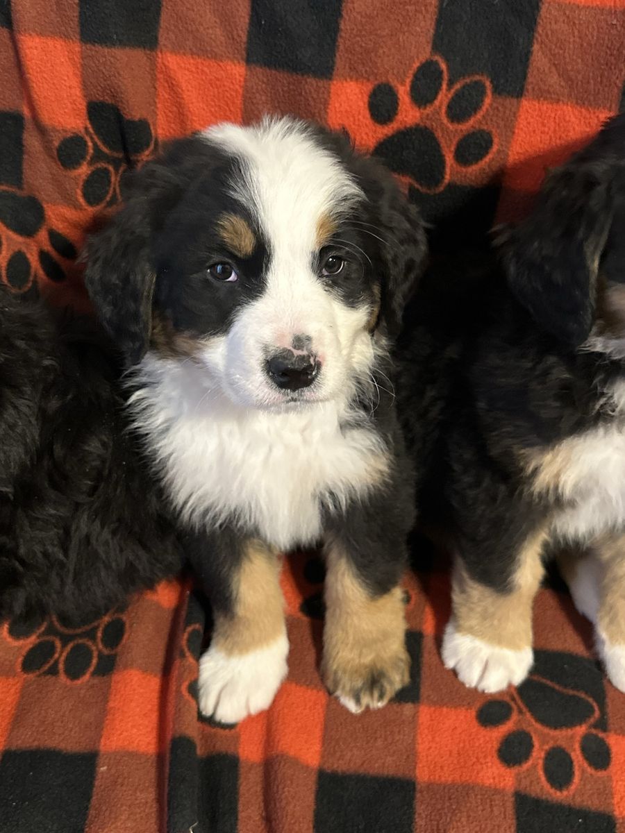 Akc Bernese Mountain dog puppies ready to go home
