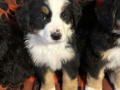 Akc Bernese Mountain dog puppies ready to go home