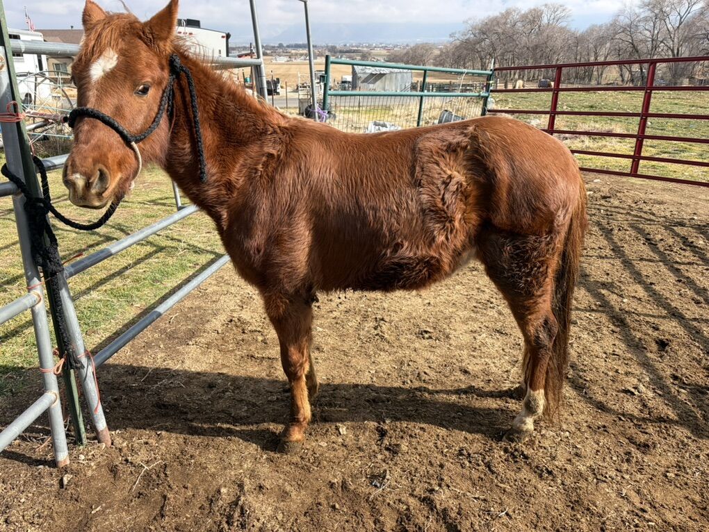 Quarter Pony Stud For Sale