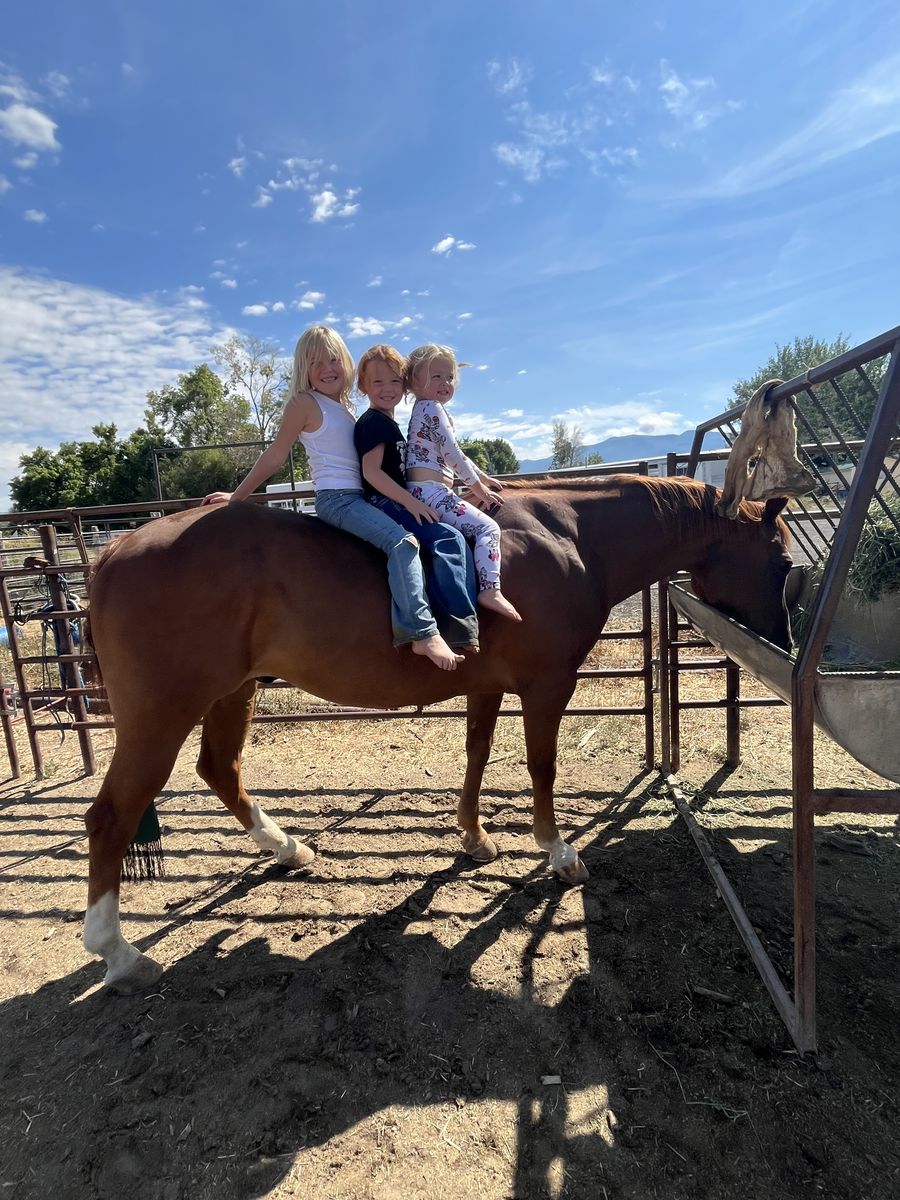 19-20 year old grade kids gelding