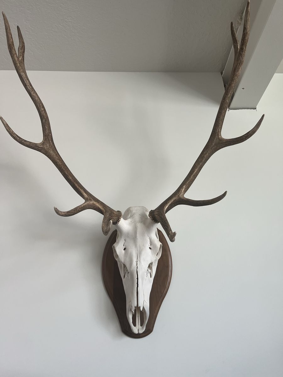 Large Bull Elk with Wood Mount