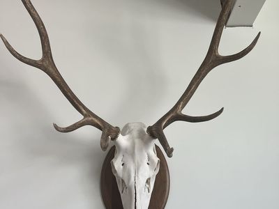 Large Bull Elk with Wood Mount