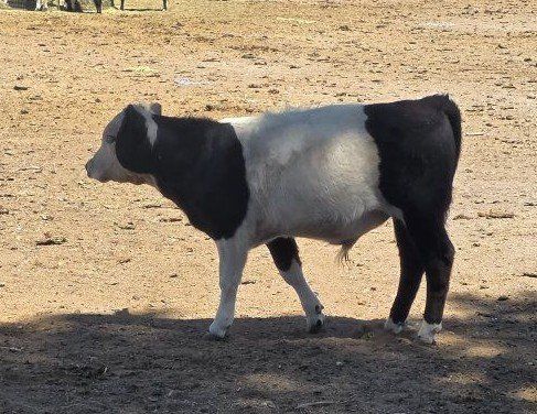 bull calf, polled,