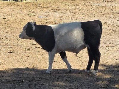 bull calf, polled,