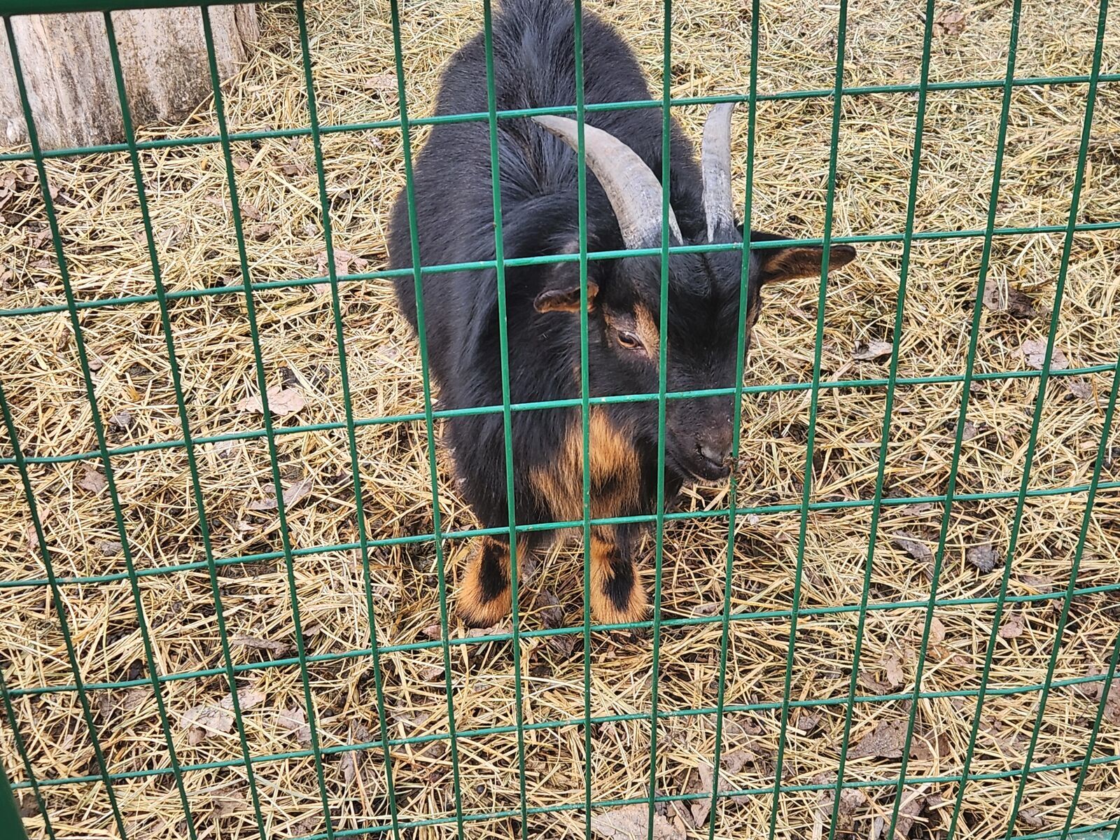 Fainting and Nigerian Dwarf Bucklings Looking for Work
