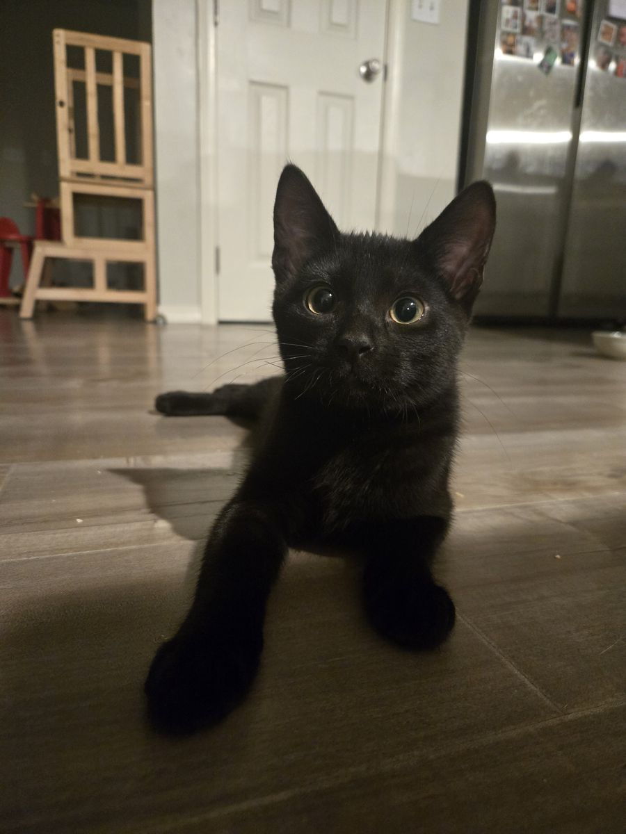 Young Adorable Black Kitten
