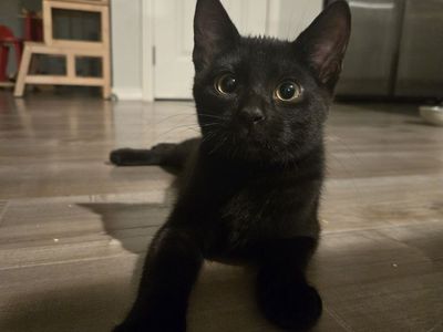 Young Adorable Black Kitten