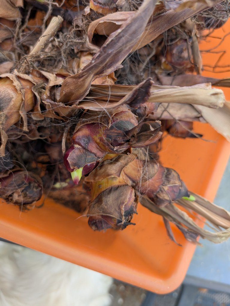 red canna lily bulbs