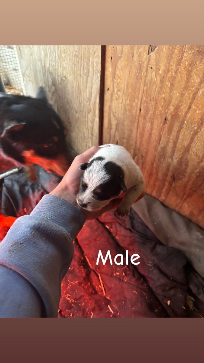Mini purebred blue Heeler pups