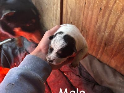 Mini purebred blue Heeler pups