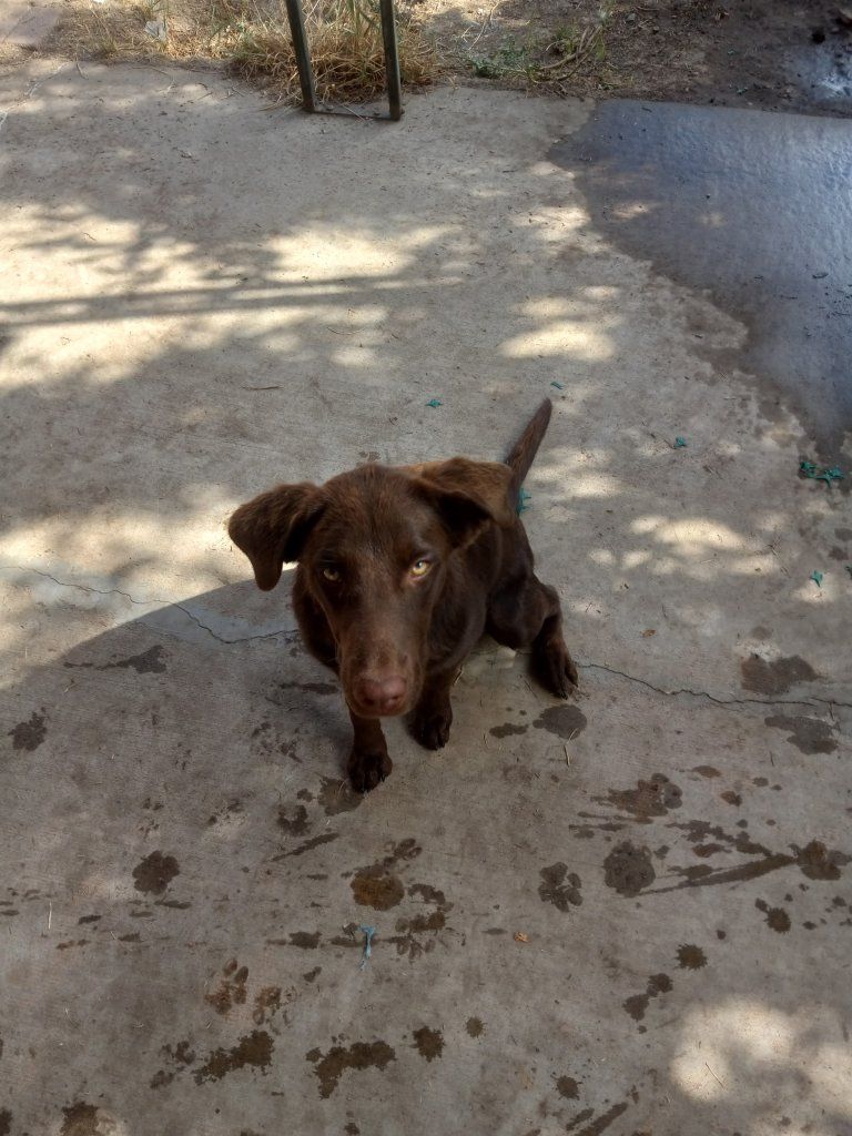 Labrador Retriever Mixed Puppy (Female, 4 year old) - Loving Companion