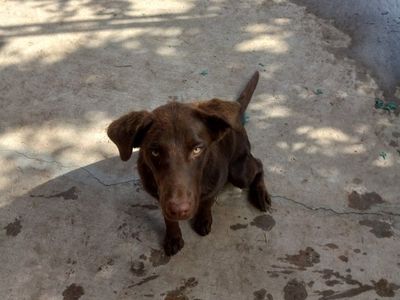 Labrador Retriever Mixed Puppy (Female, 4 year old) - Loving Companion