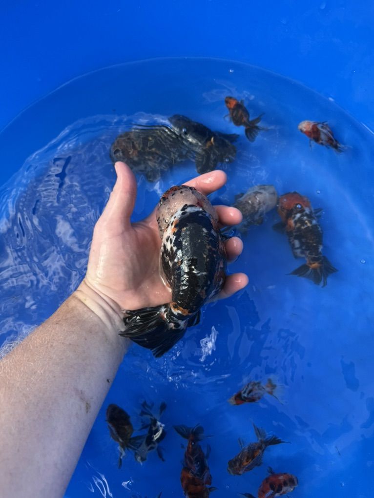 Huge Ranchu