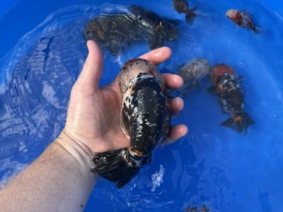 Huge Ranchu