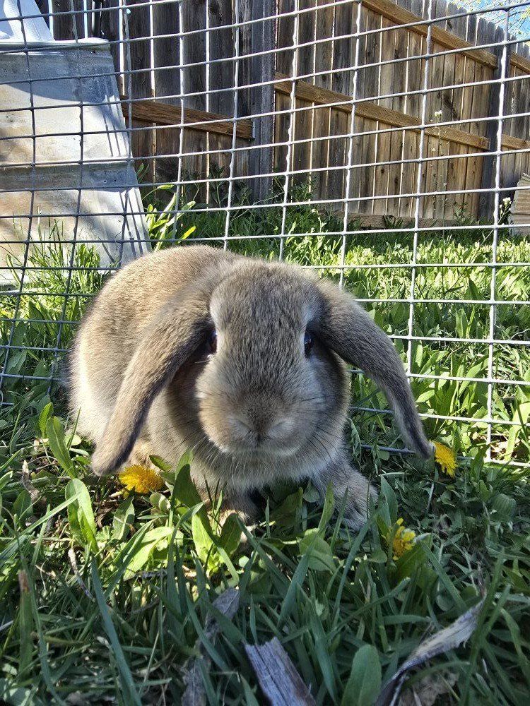 Lop Mix Little Girl