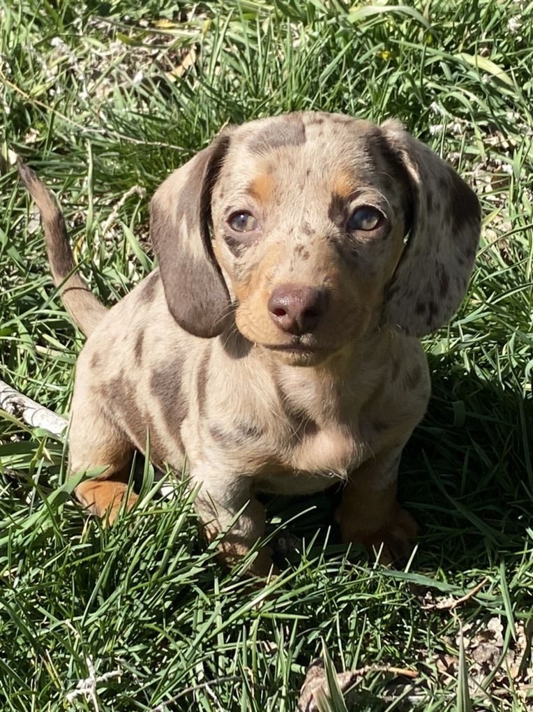 Dachshund Female Puppy