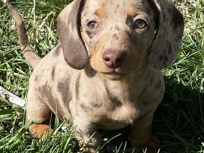 Dachshund Female Puppy
