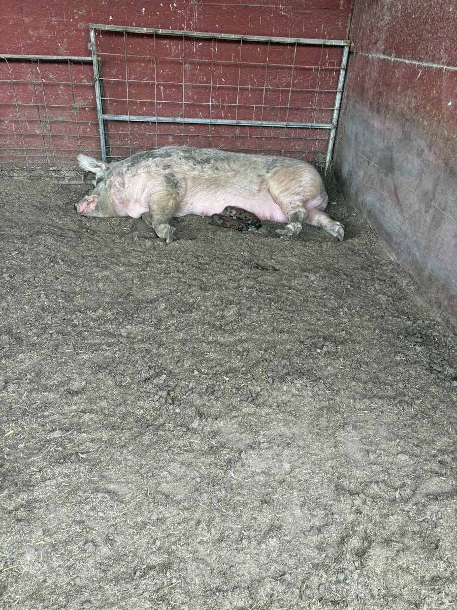 Pigs/Puercos Read/Leer