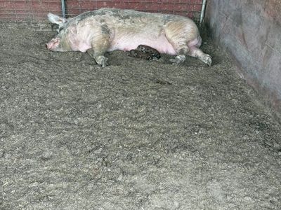 Pigs/Puercos Read/Leer
