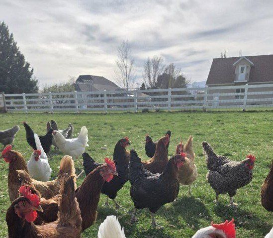 One Year Old Laying Hens For Sale