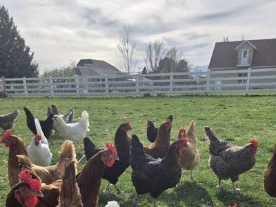 One Year Old Laying Hens For Sale