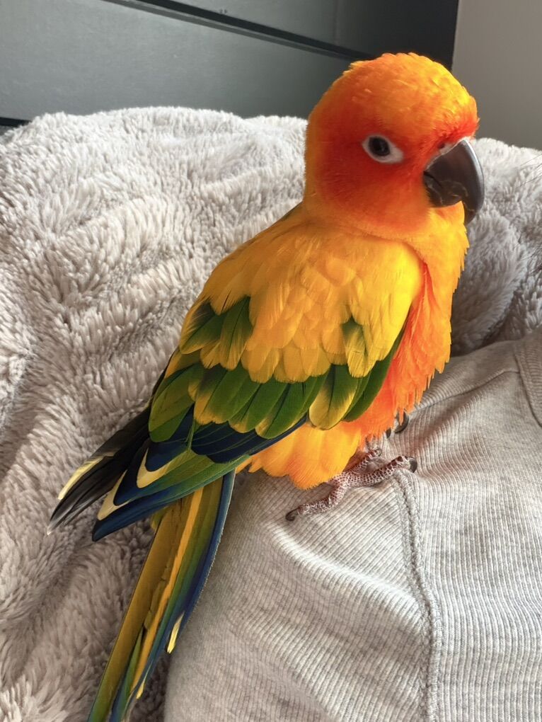 Sun Conure Parrot