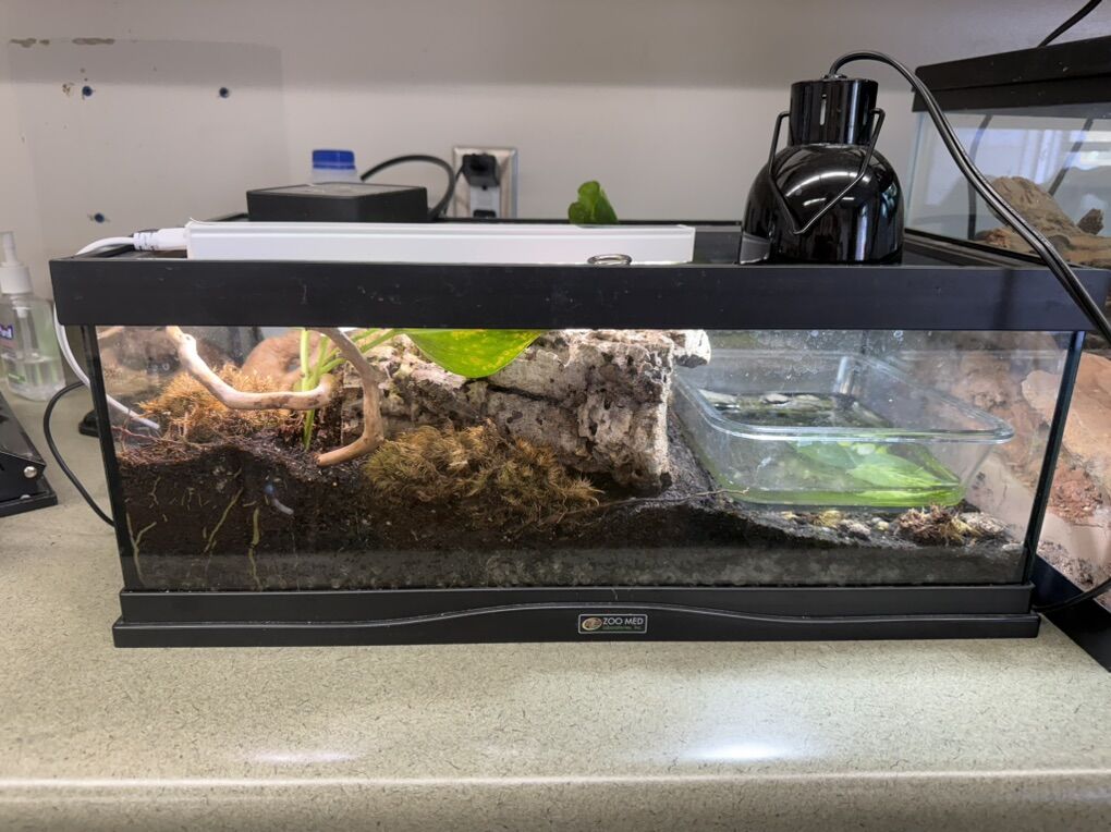 Adorable Oriental Fire Belly And Set Up