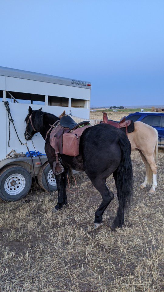 Trooper saddle made by Christy saddlery.