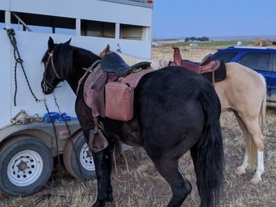 Trooper saddle made by Christy saddlery.
