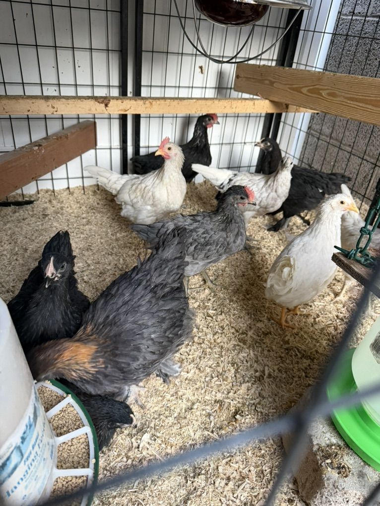 Young Chickens For Sale