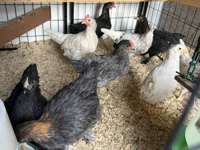 Young Chickens For Sale