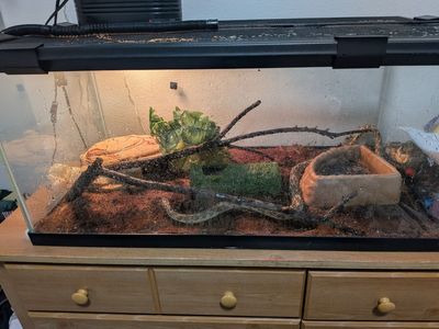 5 Foot King Snake with tank