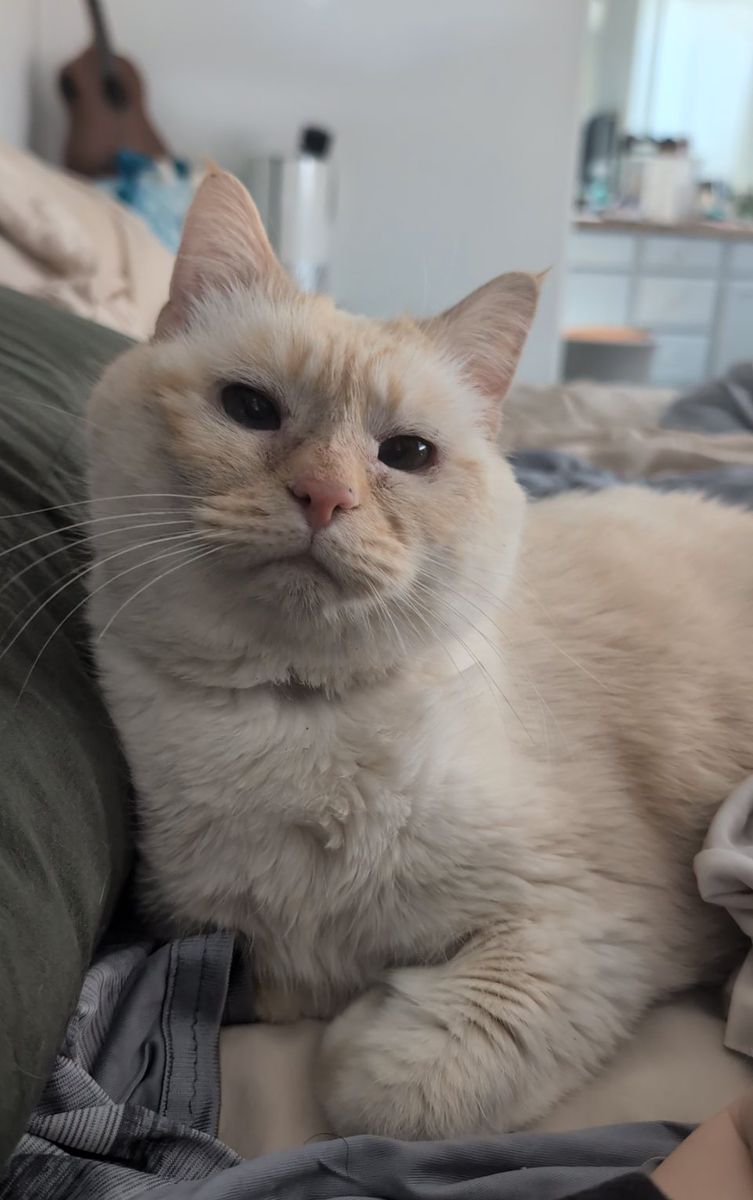 Sweet Senior Looking For Home!