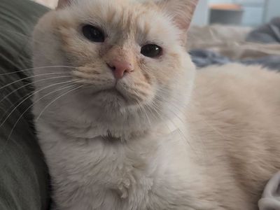 Sweet Senior Looking For Home!
