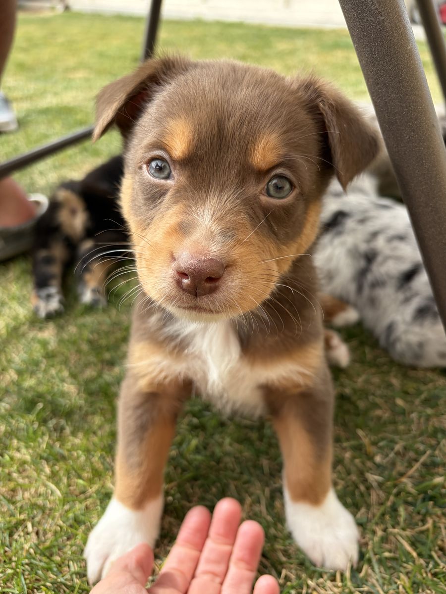 Purebred Australian Shepherd Puppies