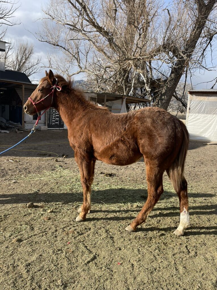 Chestnut Colt