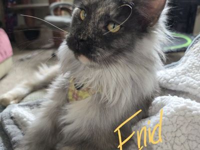 Maine Coon High Silver Black Tortie Smoke, F, Enid