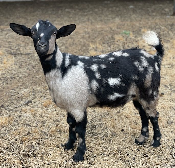 MINI FAINTING GOATS