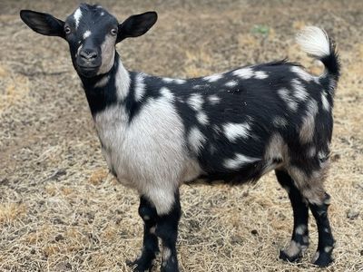 MINI FAINTING GOATS