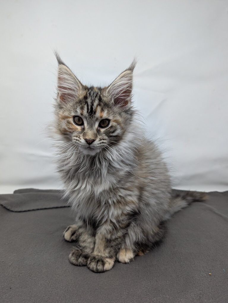 Calico Maine Coon Kitten