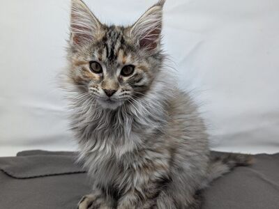 Calico Maine Coon Kitten