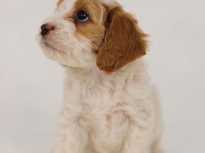 Adorable Cavapoo Puppies - 4 Female, 2 Male - Health Checked, Shots, dewormed.