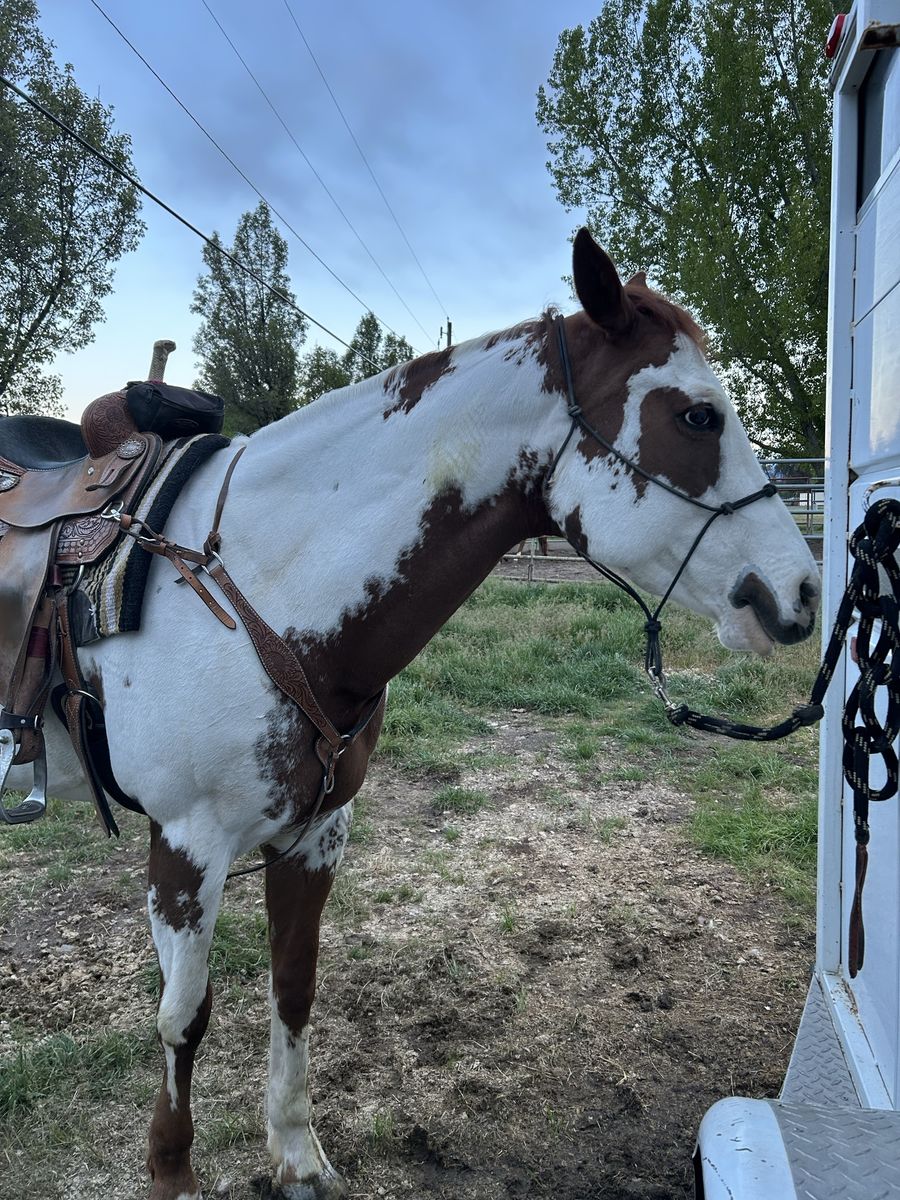 In search of barrel/pole/4-h horse!