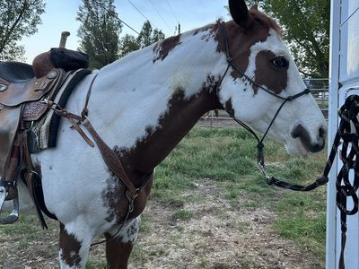 In search of barrel/pole/4-h horse!